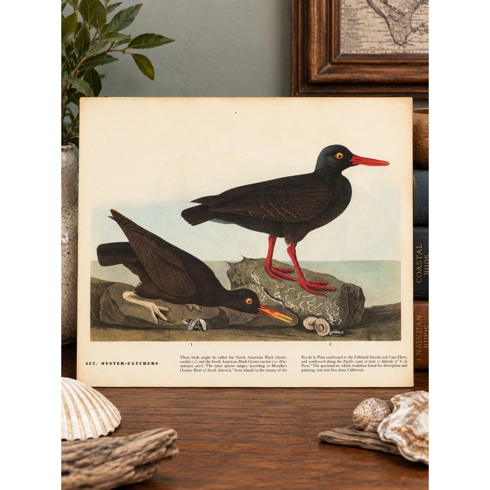 1941 Vintage Oyster Catcher Print American Bird Art Illustration Audubon